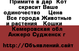 Примите в дар. Кот скрасит Ваше одиночество. › Цена ­ 0 - Все города Животные и растения » Кошки   . Кемеровская обл.,Анжеро-Судженск г.